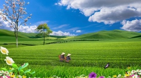 春天绿色生态有机茶园flash动画